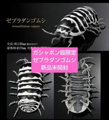 생물대도감 어드밴스 가샤폰판 한정판 제브라 밴딩 벌레 새상품