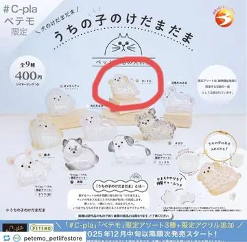 우리 집 털뭉치 푸들