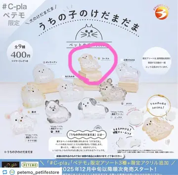 우리 아이 털뭉치 푸들