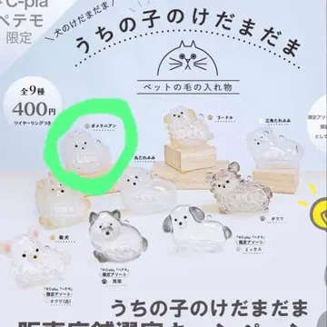 우리 아이 털뭉치 포메라니안