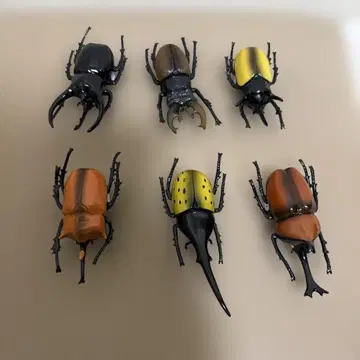 장수풍뎅이 6개 세트