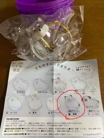 우리 아이 털뭉치 한정판 모듬 블랙 시바