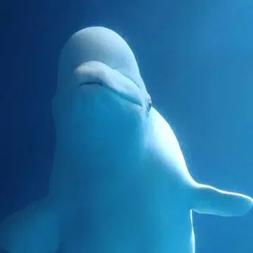 GAWTTI 패딩 자켓 3점