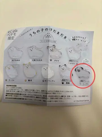 우리 아이 털뭉치 C-pla 한정판 강아지 털뭉치 믹스