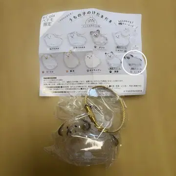 우리 애기 털뭉치 믹스