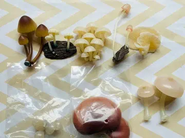 빛나는 버섯 마그넷 전 8종 세트