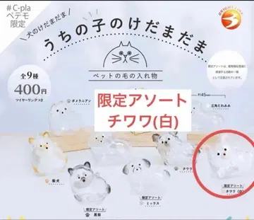 우리 아이 털뭉치 한정판 모듬 치와와 (화이트)