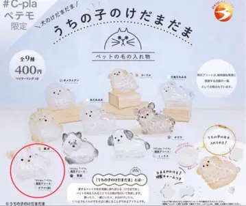 우리 집 털뭉치 화이트 치와와