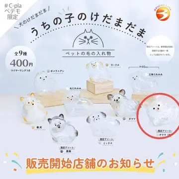 우리 집 아이 털뭉치 한정판 치와와