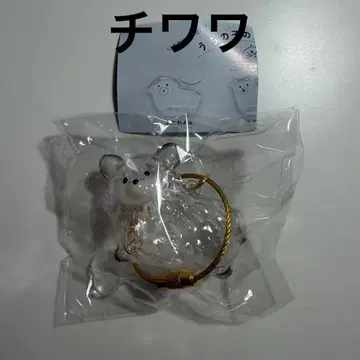 우리 아이 털뭉치 강아지 치와와