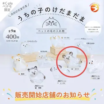 우리 아이 털뭉치 강아지 치와와