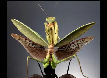 생물대도감 어드밴스 오오사마귀(그린) 온라인판