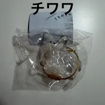 우리 아이 털뭉치 강아지 치와와