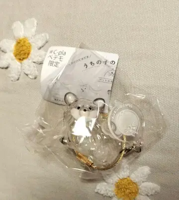 우리 집 털뭉치 치와와