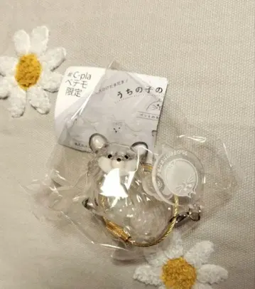 우리 집 강아지 털뭉치 치와와