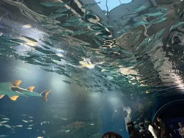 MERCURYDUO 퍼 부착 워셔블 아라이 롱 다운 코트