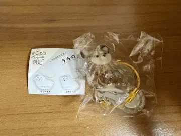 우리 집 털뭉치 치와와