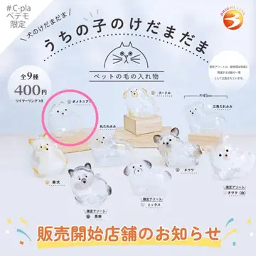 우리 집 강아지 털뭉치 포메라니안