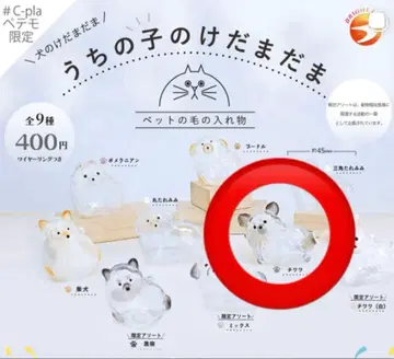 치와와 우리 아이의 털뭉치