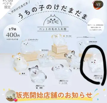 강아지 털뭉치 치와와 페테모