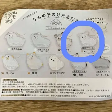 우리 집 털뭉치 C-pla 한정판 치와와 화이트