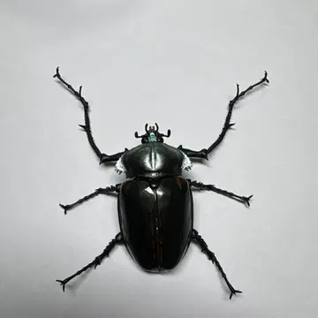 생물대도감 사슴벌레 04 야마토장수풍뎅이 가챠