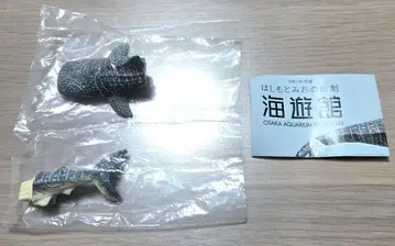 하시모토 미오의 조각 카이유칸 한정판 징베상어