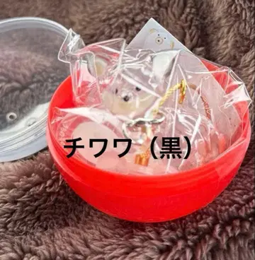 치와와 (블랙) 우리 아이 털뭉치