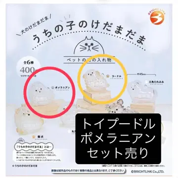 우리 집 털뭉치 강아지 털뭉치 푸들 포메라니안