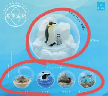 해양 생물 카프리움 컬렉션 5종 세트