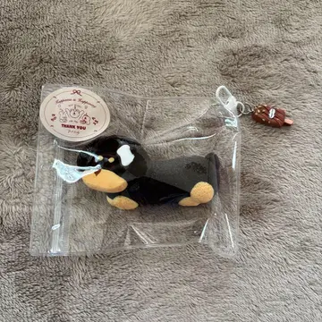 스퀴즈 닥스훈트 개