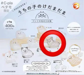 우리 아이 털뭉치 치와와