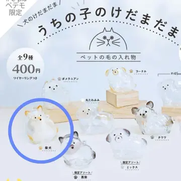 우리 아이의 털뭉치 페테모 시바견