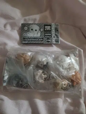 만마루쨩 동물 만마루쨩 고양이