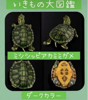 생물대도감 어드밴스 거북이 01 미시시피붉은귀거북 다크 컬러