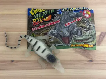 서아프리카악어 어둠 속에서 빛나는 크로커다일&co. 앤드코