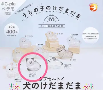 우리 아이 털뭉치 강아지 블랙 시바견