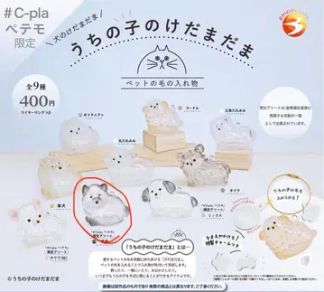 우리 아이 털뭉치 블랙 시바 한정판