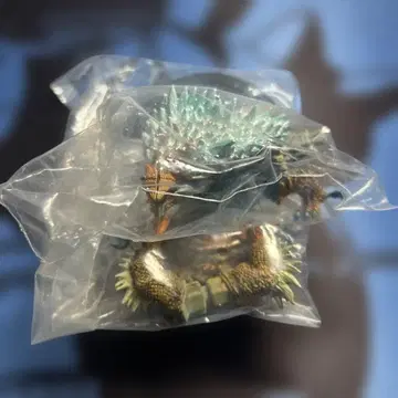 몬스터 헌터 몬헌 진오우거 (초전류)