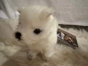 리얼한 화이트 강아지 봉제 인형