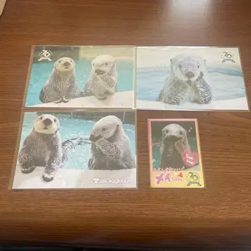 도바 수족관 컬렉션 카드 해달 70주년 해달 엽서