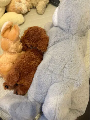 빅 그레이 강아지 봉제 인형