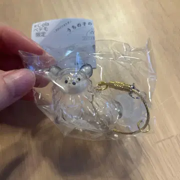 우리 아이 털뭉치 강아지 털뭉치 치와와