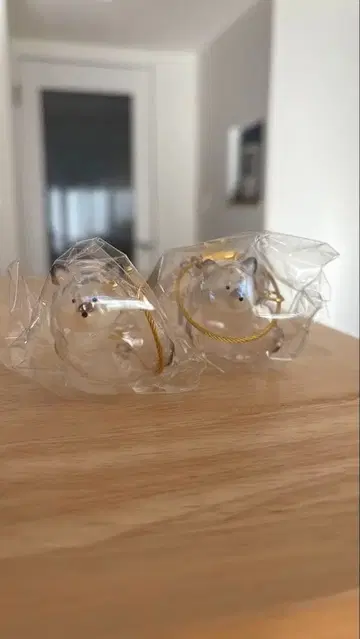 우리 아이의 털뭉치 블랙 시바