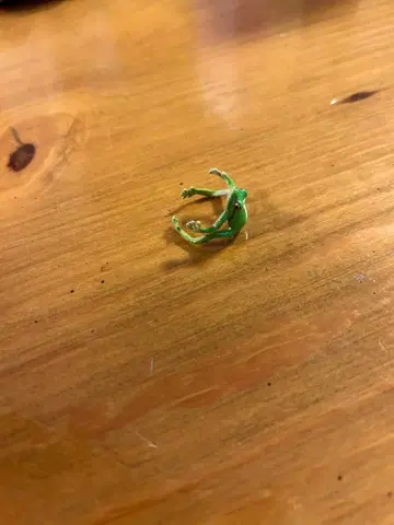 [ 1/2까지 ] Nina 개구리 반지 프리 사이즈