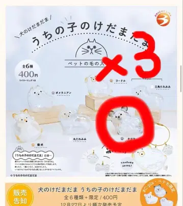 우리 아이 털뭉치 강아지 치와와 3마리 세트