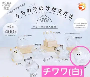 우리 아이 털뭉치 한정판 치와와 화이트