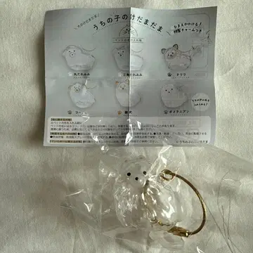 우리 아이 털뭉치 포메라니안