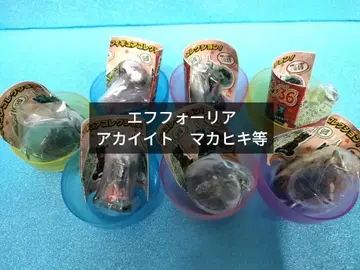 에프포리아 등 아이돌 호스 미니 컬렉션 경마