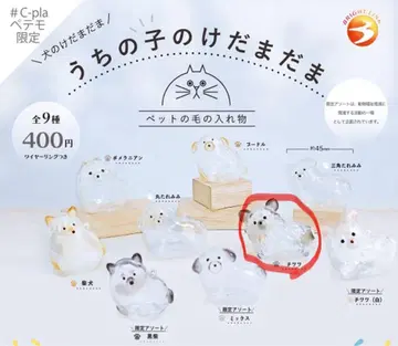 우리 아이의 털뭉치 치와와